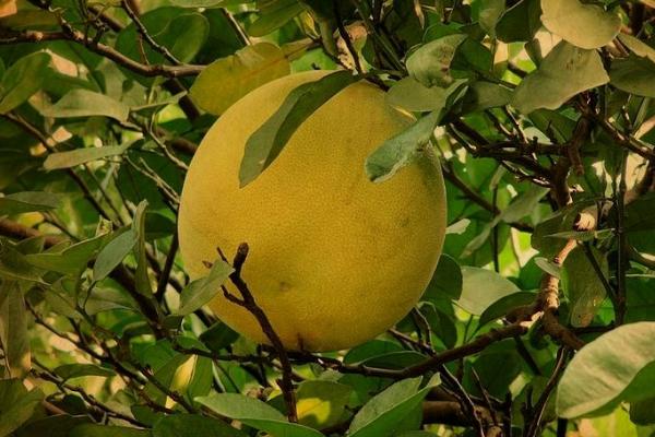 香泡樹和柚子樹的區別是什么 香泡樹果實能吃嗎