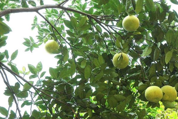 香泡樹和柚子樹的區別是什么 香泡樹果實能吃嗎