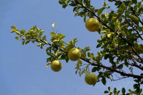 柚子施什么肥最甜 柚子什么時候套袋