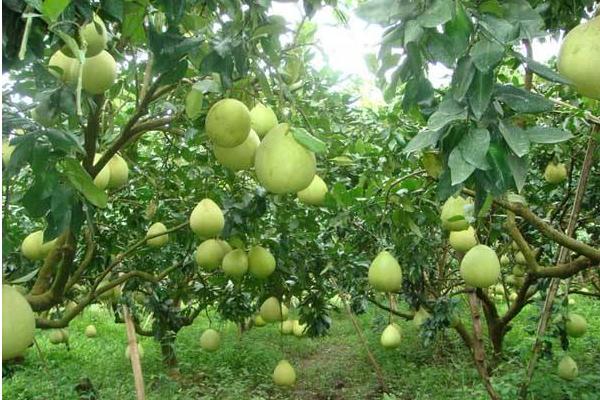 柚子施什么肥最甜 柚子什么時候套袋