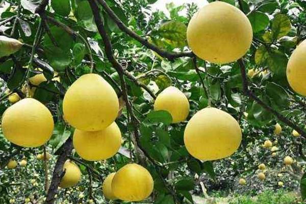柚子施什么肥最甜 柚子什么時候套袋