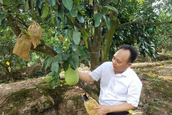 柚子施什么肥最甜 柚子什么時候套袋