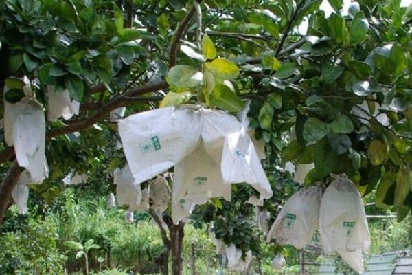 柚子施什么肥最甜 柚子什么時候套袋