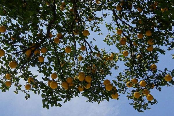 柚子施什么肥最甜 柚子什么時候套袋
