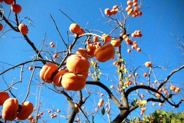 為什么說柿子樹是兇樹 柿子樹種到院子里禁忌