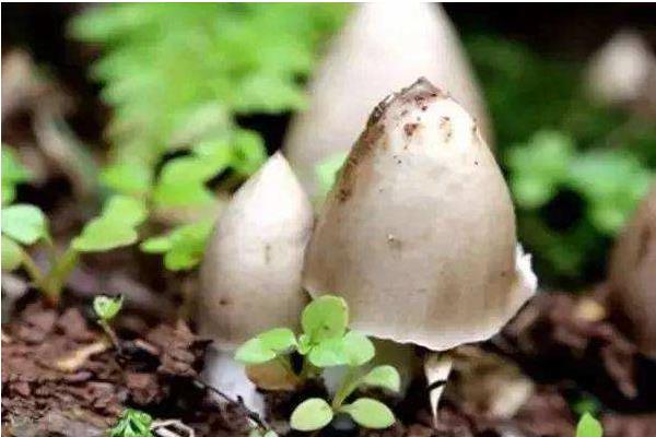 荔枝菌功效與作用及禁忌 荔枝菌生長什么地方