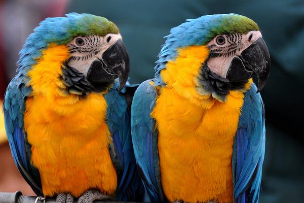 大型鸚鵡有哪些品種 鸚鵡養一只好還是一對好