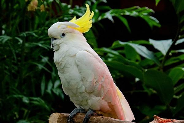 大型鸚鵡有哪些品種 鸚鵡養一只好還是一對好