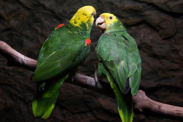 大型鸚鵡有哪些品種 鸚鵡養一只好還是一對好