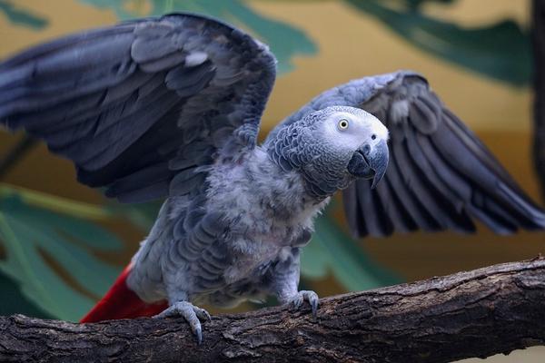 大型鸚鵡有哪些品種 鸚鵡養一只好還是一對好