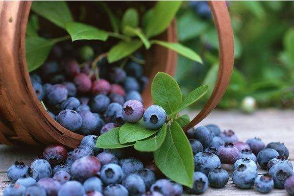 吃藍莓上火嗎 藍莓與什么食物相克