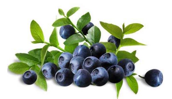 吃藍莓上火嗎 藍莓與什么食物相克