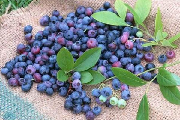 吃藍莓上火嗎 藍莓與什么食物相克