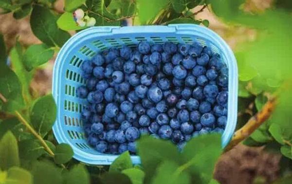 吃藍莓上火嗎 藍莓與什么食物相克