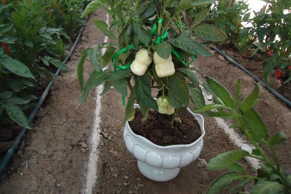 人參果種子怎么種 人參果樹是什么樣子