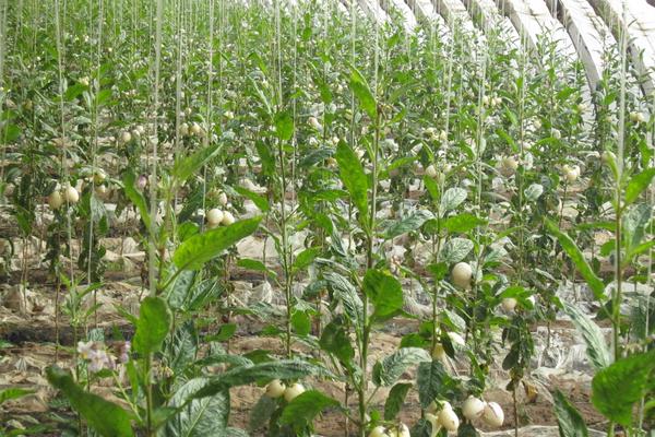 人參果種子怎么種 人參果樹是什么樣子