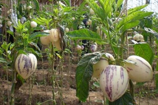 人參果種子怎么種 人參果樹是什么樣子