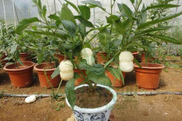 人參果種子怎么種 人參果樹是什么樣子