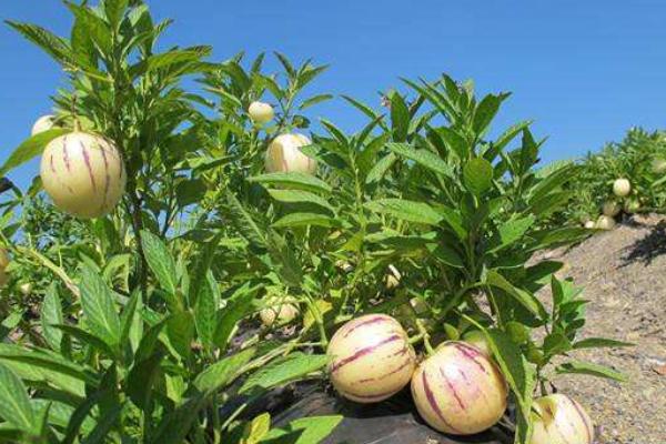 人參果種子怎么種 人參果樹是什么樣子