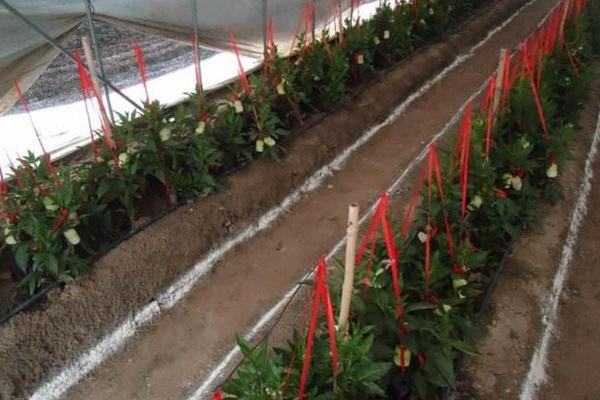 人參果種子怎么種 人參果樹是什么樣子