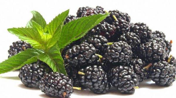 黑莓的功效與作用及禁忌 黑莓的營養價值