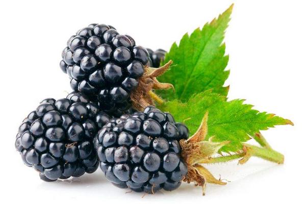 黑莓的功效與作用及禁忌 黑莓的營養價值