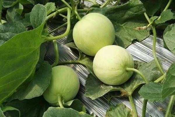 夢見香瓜是什么意思 女人夢到別人給自己香瓜有什么預兆