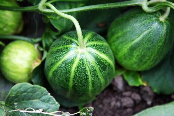 巴盟香瓜是哪里的 巴盟香瓜什么時候上市