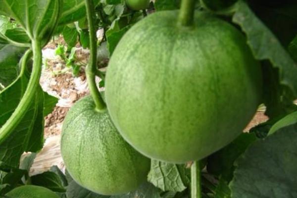 巴盟香瓜是哪里的 巴盟香瓜什么時候上市