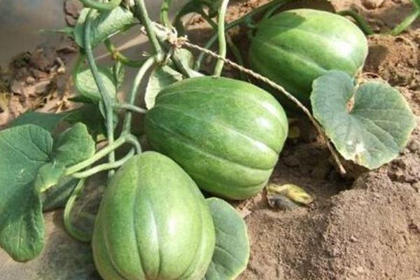 巴盟香瓜是哪里的 巴盟香瓜什么時候上市