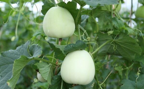 香瓜葉子發(fā)黃怎么回事 香瓜如何整枝摘心