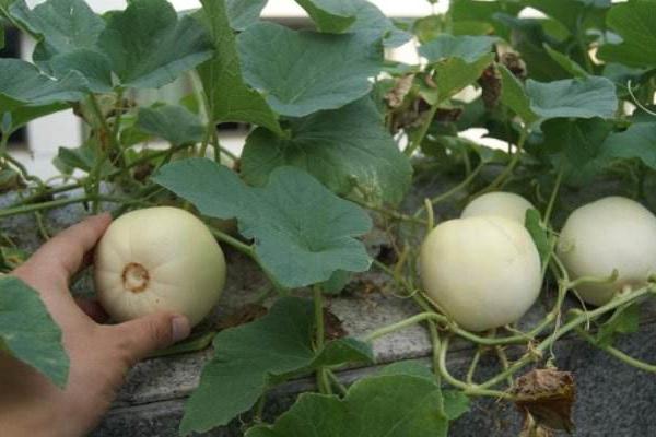 香瓜葉子發黃怎么回事 香瓜如何整枝摘心