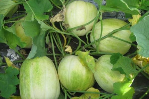 香瓜葉子發黃怎么回事 香瓜如何整枝摘心