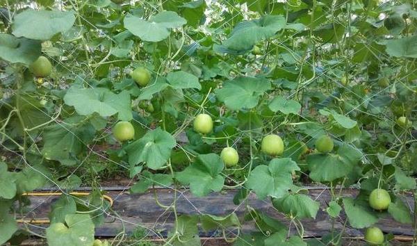 香瓜葉子發黃怎么回事 香瓜如何整枝摘心