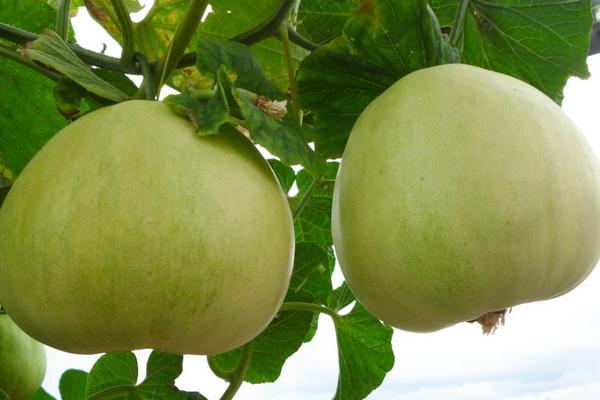 香瓜葉子發黃怎么回事 香瓜如何整枝摘心