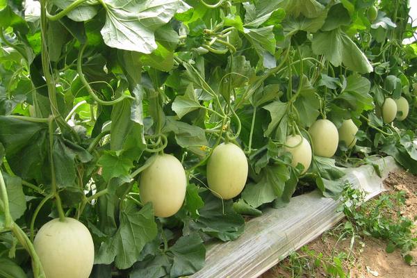 香瓜葉子發黃怎么回事 香瓜如何整枝摘心