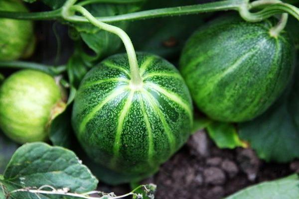 香瓜畝產(chǎn)量多少斤 種香瓜一畝地需要投資多少