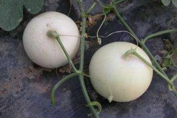 香瓜有哪些品種 如何挑選香瓜