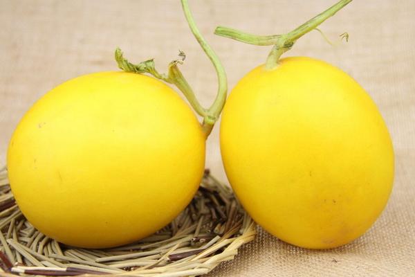 香瓜有哪些品種 如何挑選香瓜