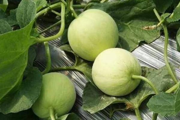 香瓜增甜劑是什么(為什么會增甜) 香瓜增甜劑的成分