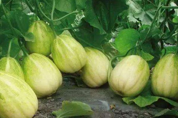 香瓜增甜劑是什么(為什么會增甜) 香瓜增甜劑的成分