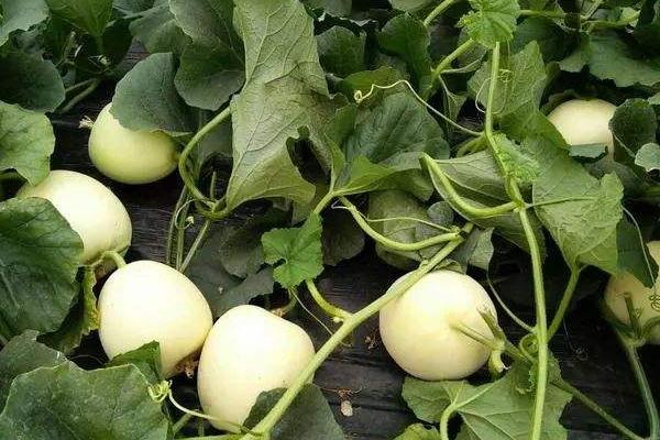 香瓜增甜劑是什么(為什么會增甜) 香瓜增甜劑的成分