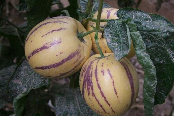 人參果干的功效與作用及禁忌 人參果干怎么吃