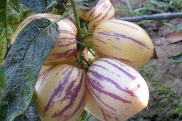 人參果干的功效與作用及禁忌 人參果干怎么吃