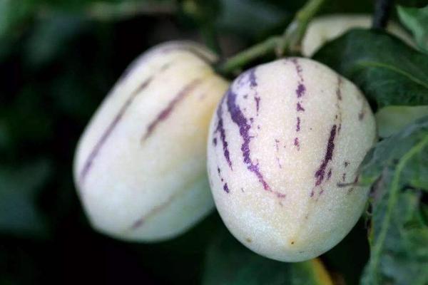 人參果與什么相克 人參果產地在哪里