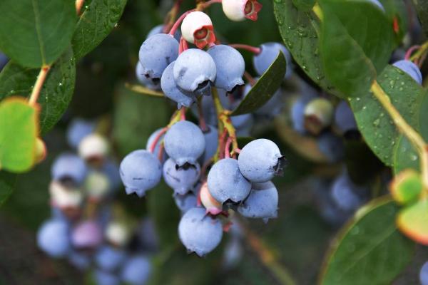 野生藍莓市場價格多少錢一斤 野生藍莓怎么吃
