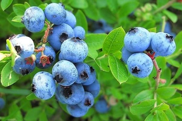 野生藍莓市場價格多少錢一斤 野生藍莓怎么吃