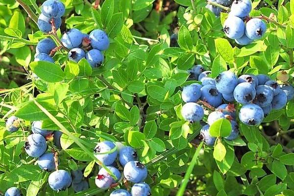 野生藍莓市場價格多少錢一斤 野生藍莓怎么吃