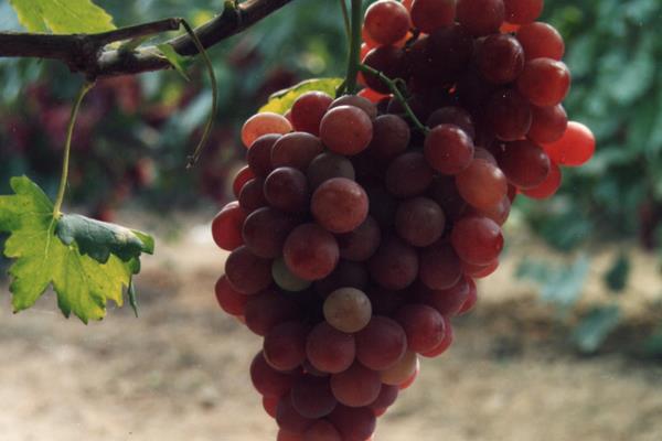 紅提葡萄市場價格多少錢一斤 紅提產地在哪里
