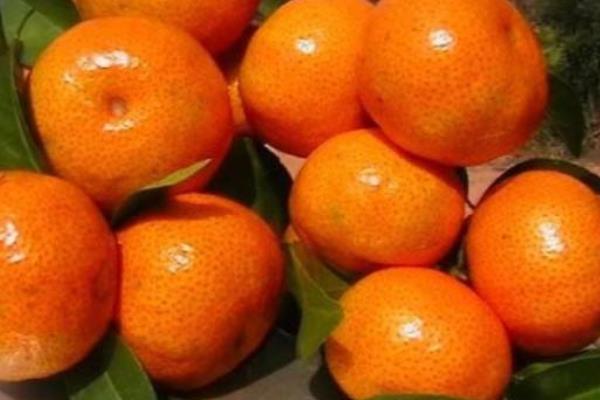 金秋沙糖桔市場價格多少錢一斤 金秋沙糖桔的優(yōu)點和缺點
